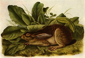 John James Audubon "Jack Rabbit" Beautiful Art Print