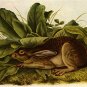 John James Audubon "Jack Rabbit" Beautiful Art Print