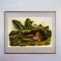 John James Audubon "Jack Rabbit" Beautiful Art Print