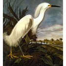 John James Audubon "Snowy Egret" Beautiful Art Print