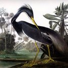 John James Audubon "Louisiana Heron" Art Print