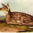 John James Audubon "White-Tailed Deer" Art Print