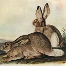 John James Audubon "White-Tailed Jack Rabbit" Art Print