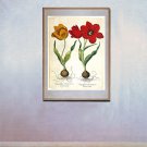 "Yellow and Red Tulips" BIG Botanical Garden Flower Art