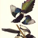 John James Audubon "American Magpie" Art Print