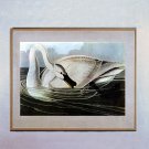 "Trumpeter Swan" John James Audubon Beautiful Art Print