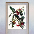 John James Audubon "Gray Kingbird" Beautiful Art Print