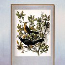 John James Audubon "Boat-Tailed Grackle" Art Print