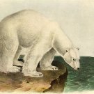 John James Audubon "Polar Bear" Beautiful Art Print