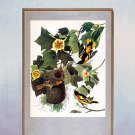 John James Audubon "Baltimore Oriole" Art Print