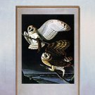 John James Audubon "Barn Owl" Beautiful Art Print