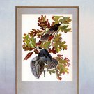 John James Audubon "Canada Jay" Beautiful Art Print
