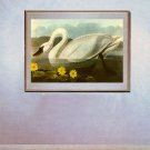 John James Audubon "Whistling Swan BIG" Art Print