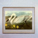 John James Audubon "Whistling Swan" Beautiful Art Print