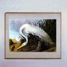John James Audubon "American Egret" Beautiful Art Print