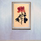 "Geranium" BIG Botanical Garden Flower Art Print