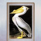 John James Audubon "White Pelican"  Beautiful Art Print