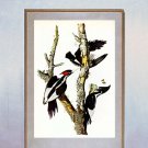 "Ivory Billed Woodpecker" Audubon Beautiful Art Print