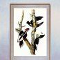 "Ivory Billed Woodpecker" Audubon Beautiful Art Print