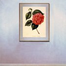"Camellia" BIG Botanical Garden Flower Art Print