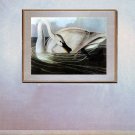 Audubon  "Trumpeter Swan BIG"  Beautiful Art  Print