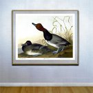 Audubon "Red-Headed Duck" Double Elephant Folio Edition