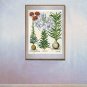 "Lily" BIG Botanical Garden Flower Art Print