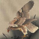 Hawk Hunting 15x22 Japanese Print by Koson Ltd. Edition Japan Asian Art