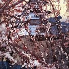 Hirosaki Castle 22x30 Japanese Print by Yoshida Asian Art Japan Warrior Hirosaki Castle 22x30 Japanese Print by Yoshida Asian Art Japan Warrior