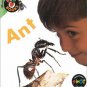 Ant (Bug Books) (Paperback)