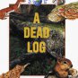 A Dead Log (Small Worlds) (Paperback)