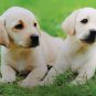 500 Piece Puzzle "Puppy Love" Difficulty Level 3