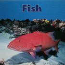 FISH PAPERBACK (Dominie Marine Life Young Readers)