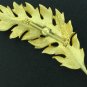 Coro 1961 Detailed Vintage Gold Tone Leaf Brooch Bro2142