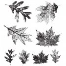 Tim Holtz Collection - Falling Leaves