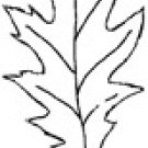 Impression-Obsession - Pointy Oak Leaf