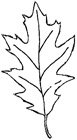 Impression-Obsession - Pointy Oak Leaf