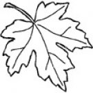 Impression-Obsession - Pointy Oak Leaf