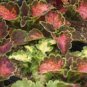 COLEUS CAREFREE MIX colorful shade plant 50 seeds