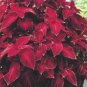 COLEUS WIZARD VELVET RED shade, house plant 50 seeds
