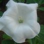 BULK - DATURA BELLE BLANCHE  white devil's trumpet 100 seeds