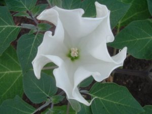 BULK - DATURA  INOXIA white devil's trumpet  100 seeds