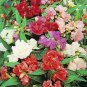 Balsam Impatiens Touch-me-not mixed colors 50 seeds