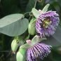 PASSIFLORA LIGULARIS Sweet grenadilla 100 seeds