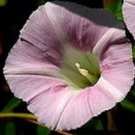 CONVOLVULUS SEPIUM Morning Glory pale pink 10 seeds