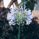 BLUE AFRICAN LILY   AGAPANTHUS AFRICANUS 10 seeds