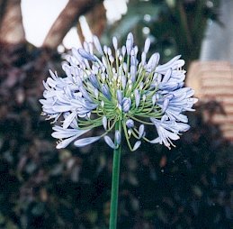 BLUE AFRICAN LILY   AGAPANTHUS AFRICANUS 10 seeds