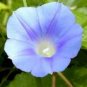 IPOMOEA HEDERACEA  Blue Ivy-leaved Morning Glory 30 seeds