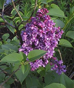 BULK FRENCH LILAC SYRINGA VULGARIS extremly fragant 100 seeds