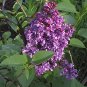 BULK FRENCH LILAC SYRINGA VULGARIS extremly fragant 100 seeds
